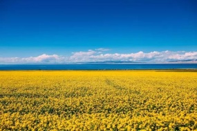 中國(guó)藍寶石湖泊青海湖純玩1日遊