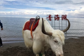 青海湖  茶卡純玩2日遊