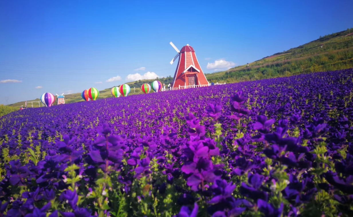 上山莊花海/千紫緣太空植物博覽園休閑一日遊